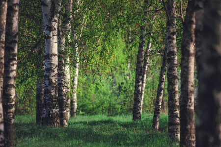 双自行车在夏季公园或森林在模糊的阳光绿树树叶背景绿树成荫的森林