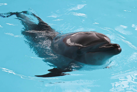 快乐海豚太阳沐浴