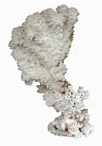 孤立在白色背景上的珊瑚