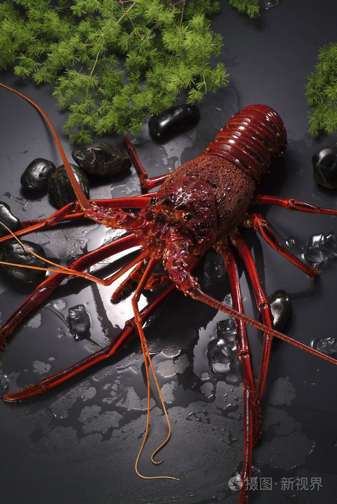 一只生龙虾特写视图