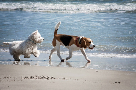 狗猎犬海