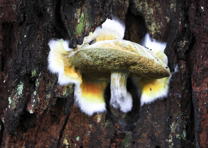 一个 bolete 生长在树的一侧, 并明显地传播其菌丝网络在新西兰