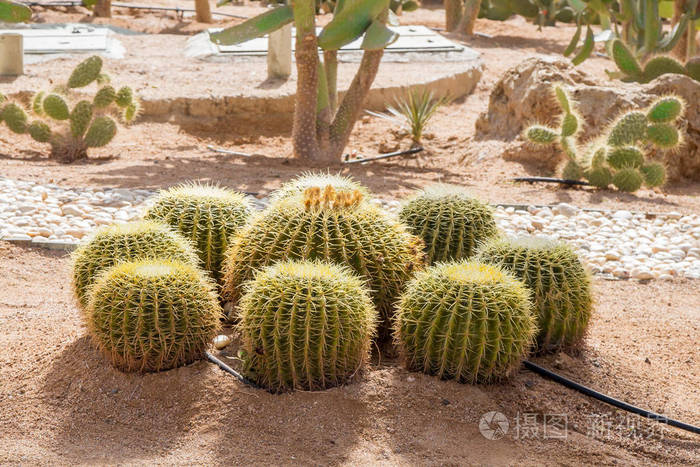 仙人掌景观埃及沙漠仙人掌场