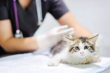 女兽医医生在给注射的可爱小猫