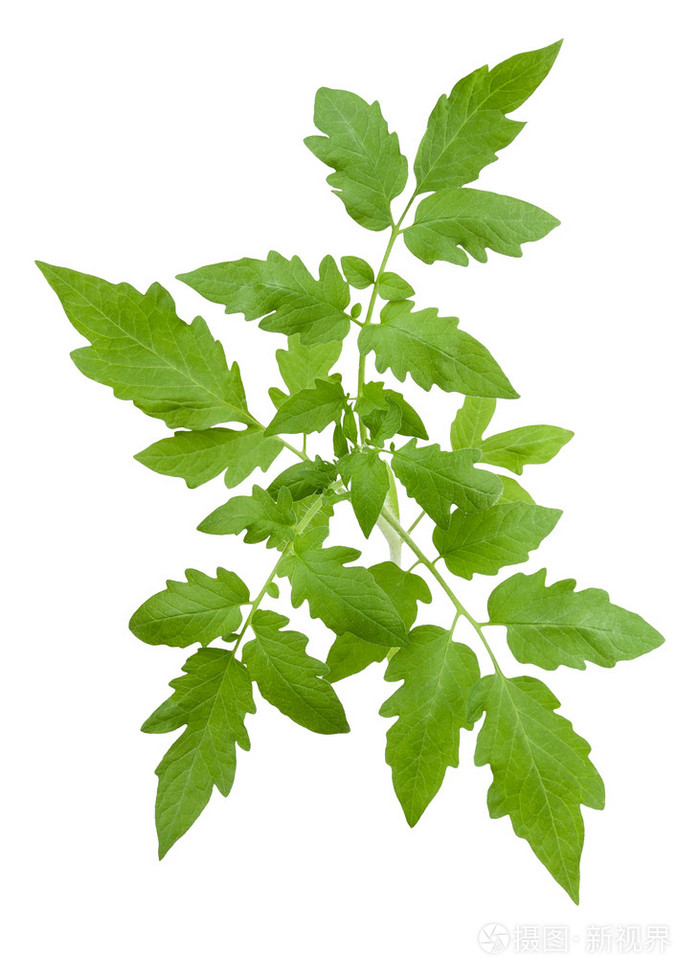 番茄叶片