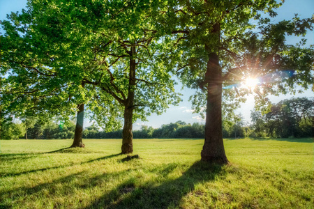 在夏日的阳光下, 橡树在绿色的田野里