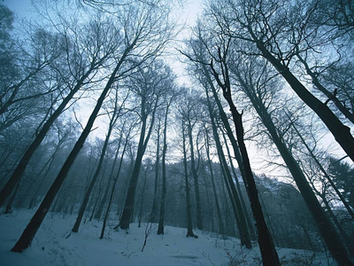 清晨寒冷和薄雾的早晨在霜山毛榉树在雪冬森林。在山顶