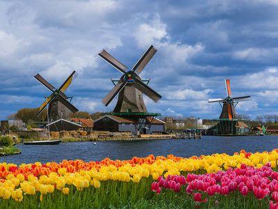 荷兰的风车花草