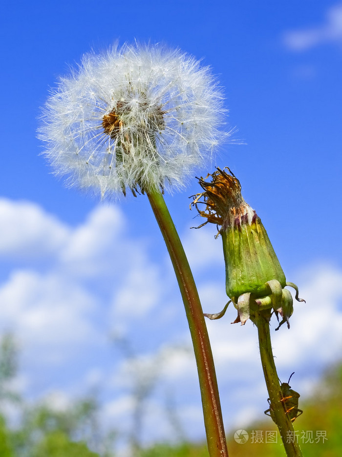 蒲公英对蓝蓝的天空