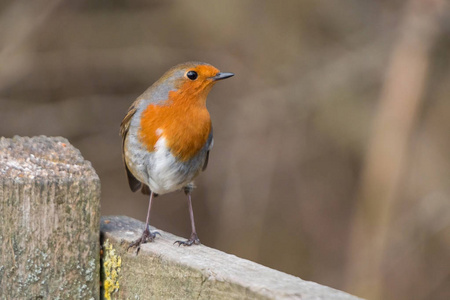 罗宾鸟Erithacus rubecula