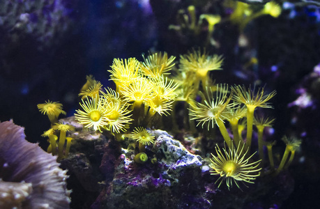 新西兰国家水族馆的小黄海葵