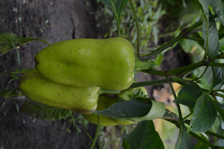 胡椒。辣椒辣椒。白胡椒粉在花园里生长的胡椒。领域。蔬菜的栽培。农业。垂直