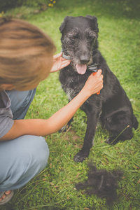 梳理出来的猎犬小狗皮毛后表明图片