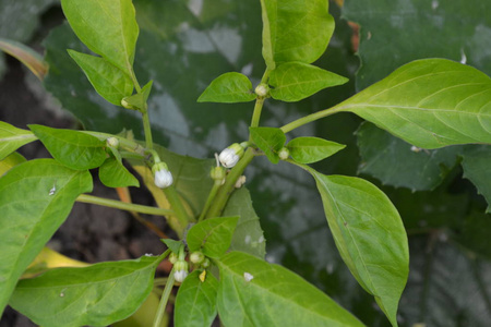 胡椒 辣椒辣椒 白胡椒粉在花园里生长的胡椒 花园 领域 农业 垂直照片照片 正版商用图片04lkd2 摄图新视界 胡椒 辣椒辣椒 白胡椒粉在花园里生长的胡椒 花园 领域 农业 垂直照片照片 正版商用图片04lkd2 摄图新视界