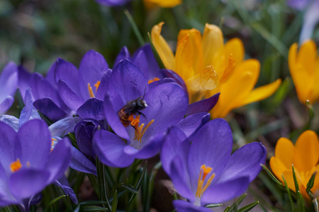 Crocusses 在春天慕尼黑巴伐利亚