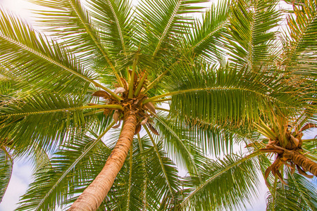 高高的, 美丽的棕榈树, 晴朗的天空, 沙滩, 温暖的热带