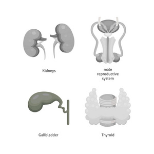卡通人体器官集。身体解剖