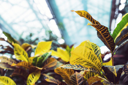 玻璃温室内植物的黄绿叶
