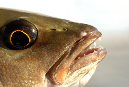 红鲷鱼的眼睛图片