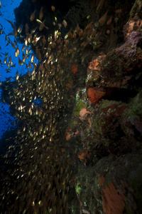 glassfish 和珊瑚在红海