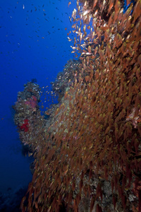 glassfish 和珊瑚在红海