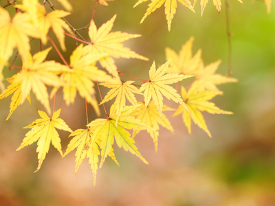 金色秋天的树叶