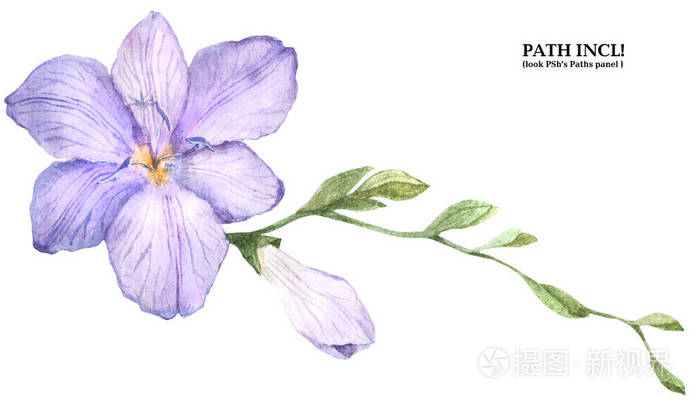 植物园水彩小苍兰分公司