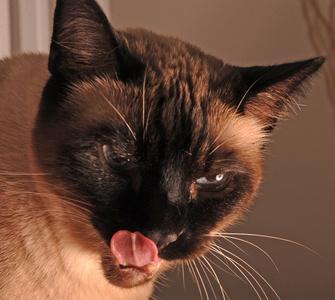 猫和舌头