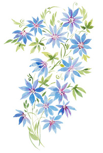 水彩插图, 卷曲的铁线莲植物, 蓝色和粉红色的花朵分支和叶子