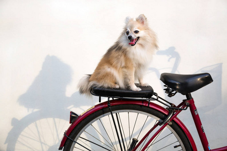 波美拉尼亚狗坐在自行车的后面