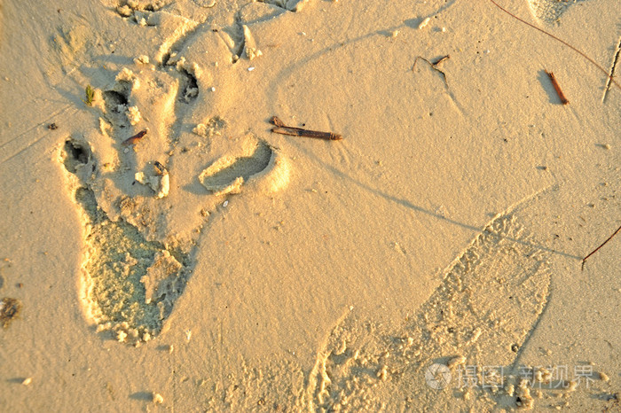 在湿的白色沙鳄鱼足迹