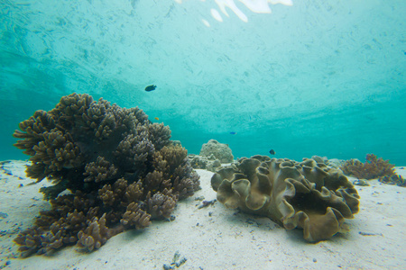 珊瑚礁反射