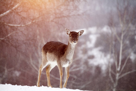 鹿在冬天