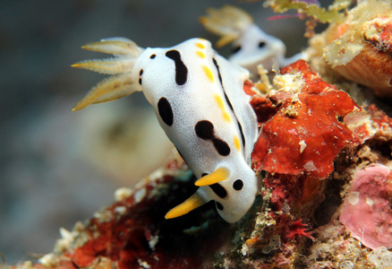 水下 布纳肯 跳水运动 海蜗牛 蜗牛 壮丽 印度尼西亚 水下摄影