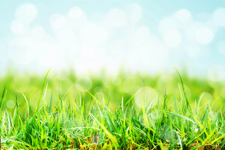 景观生态系统, 水下绿藻足球场体育场绿线蓝天背景海洋中的海藻水下