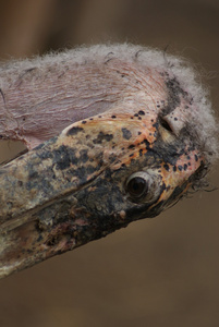 marabou 鹳leptoptilos crumeniferus