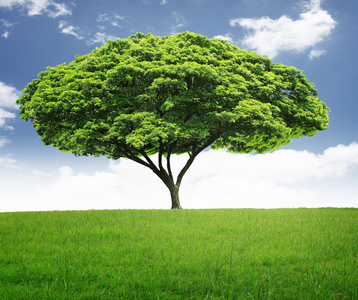 美丽的大树照片