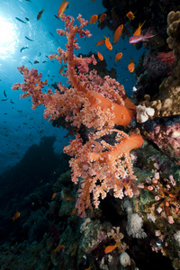 珊瑚和鱼在红海