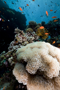 气泡珊瑚和鱼在红海