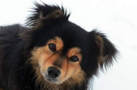 可爱的狗肖像和雪花图片