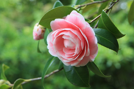 在树中茶花的粉红色的花