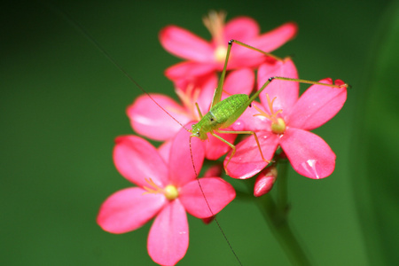 蚂蚱和花