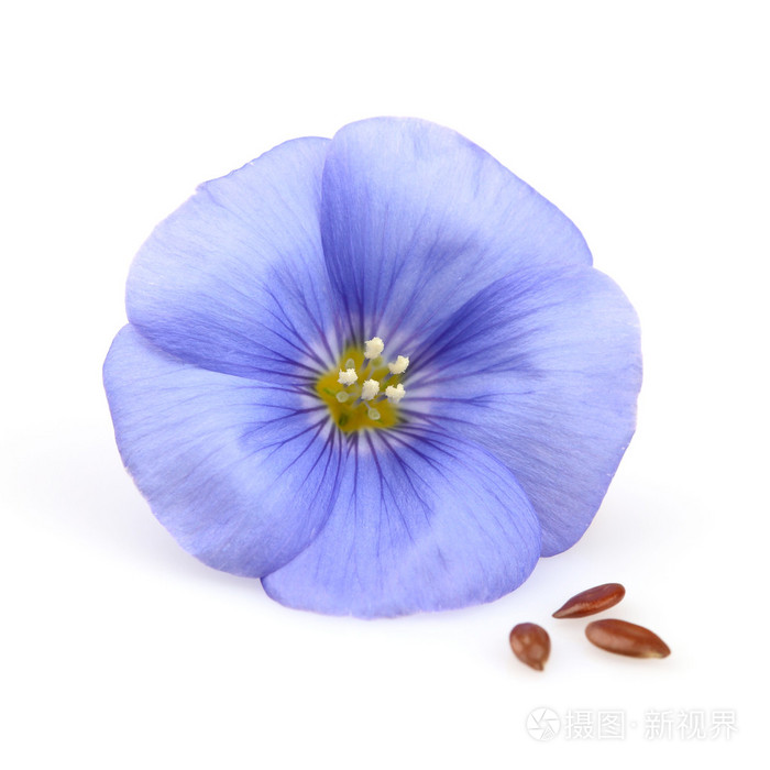 胡麻花与种子照片 正版商用图片04m3oc 摄图新视界