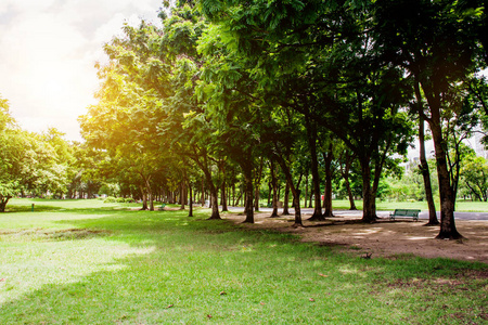 绿色公园在城市的夕阳下, 锻炼和放松.自然绿化植物景观照片