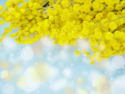 含羞草黄灌木春季花卉背景3月8日卡