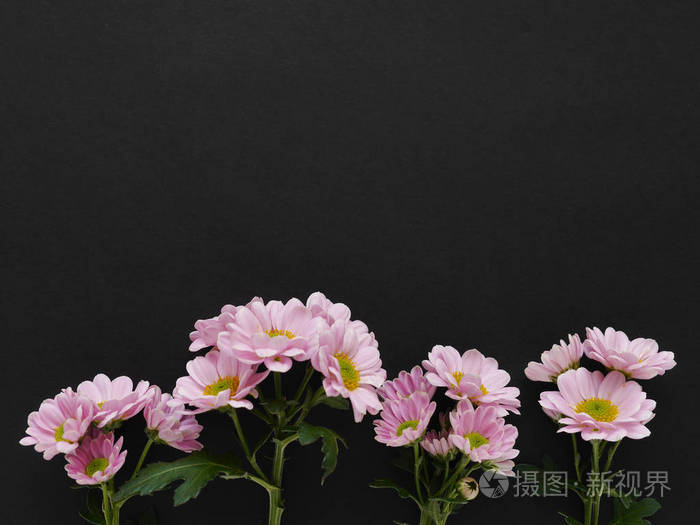 黑色背景下的一排美丽盛开的菊花花