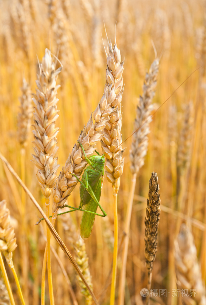 蚱蜢坐上小麦的金耳朵