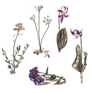 野花 Barbarea, Androsace, Erythronium 精, Pulmonaria