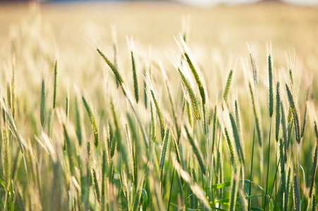 领域的增长在波兰小麦