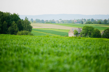 领域的增长在波兰燕麦